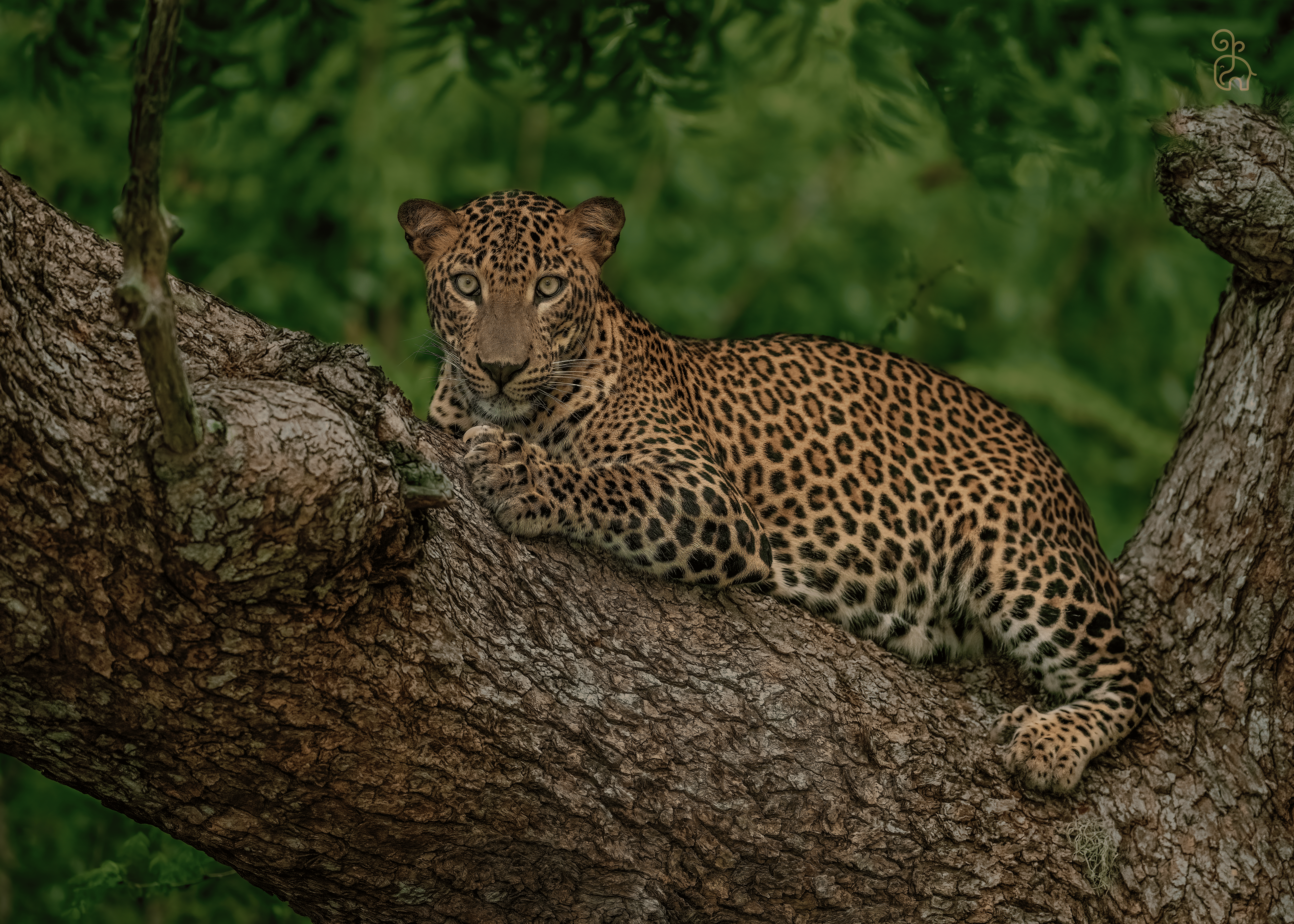 Wildlife Tours