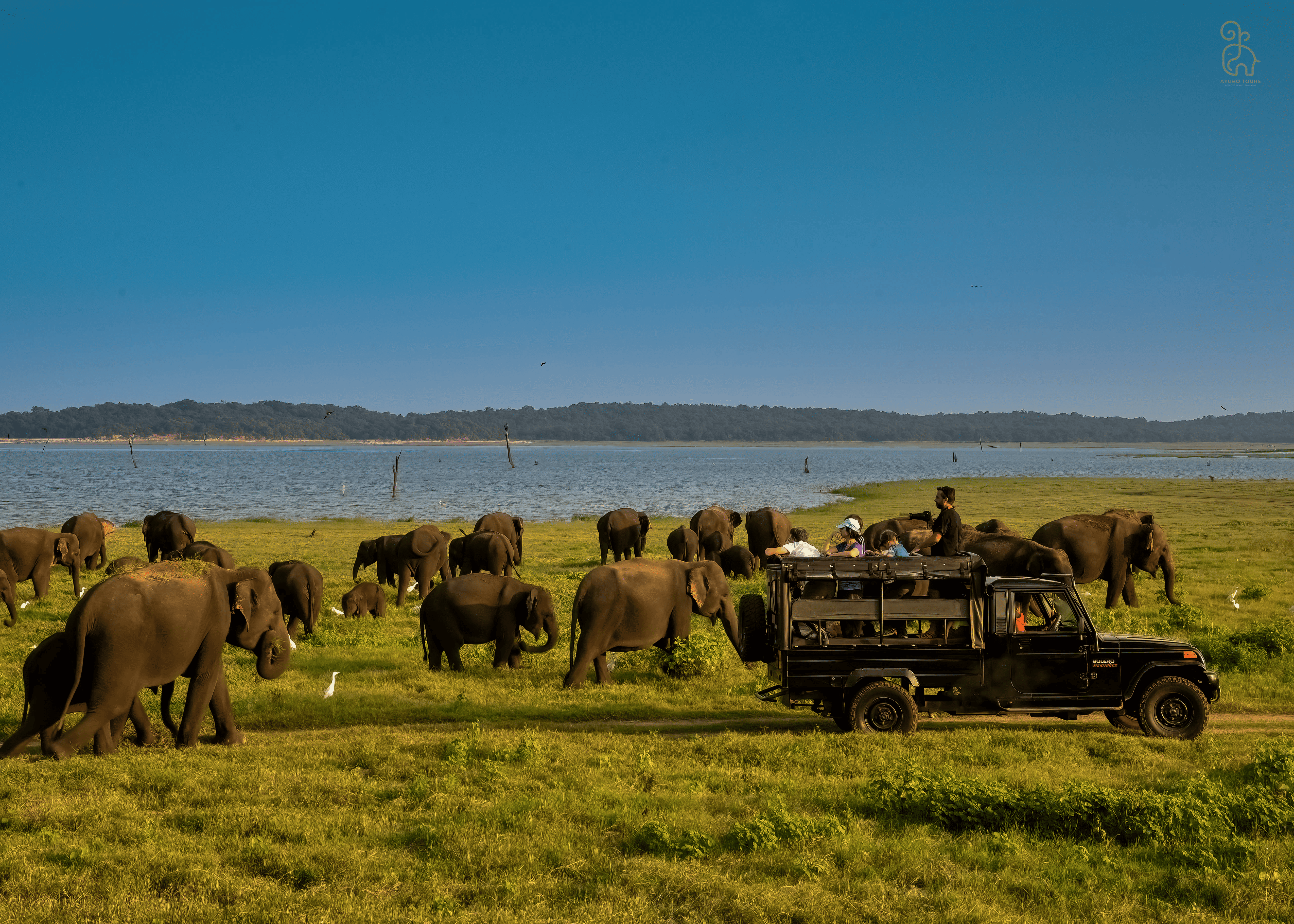 Minneriya National Park