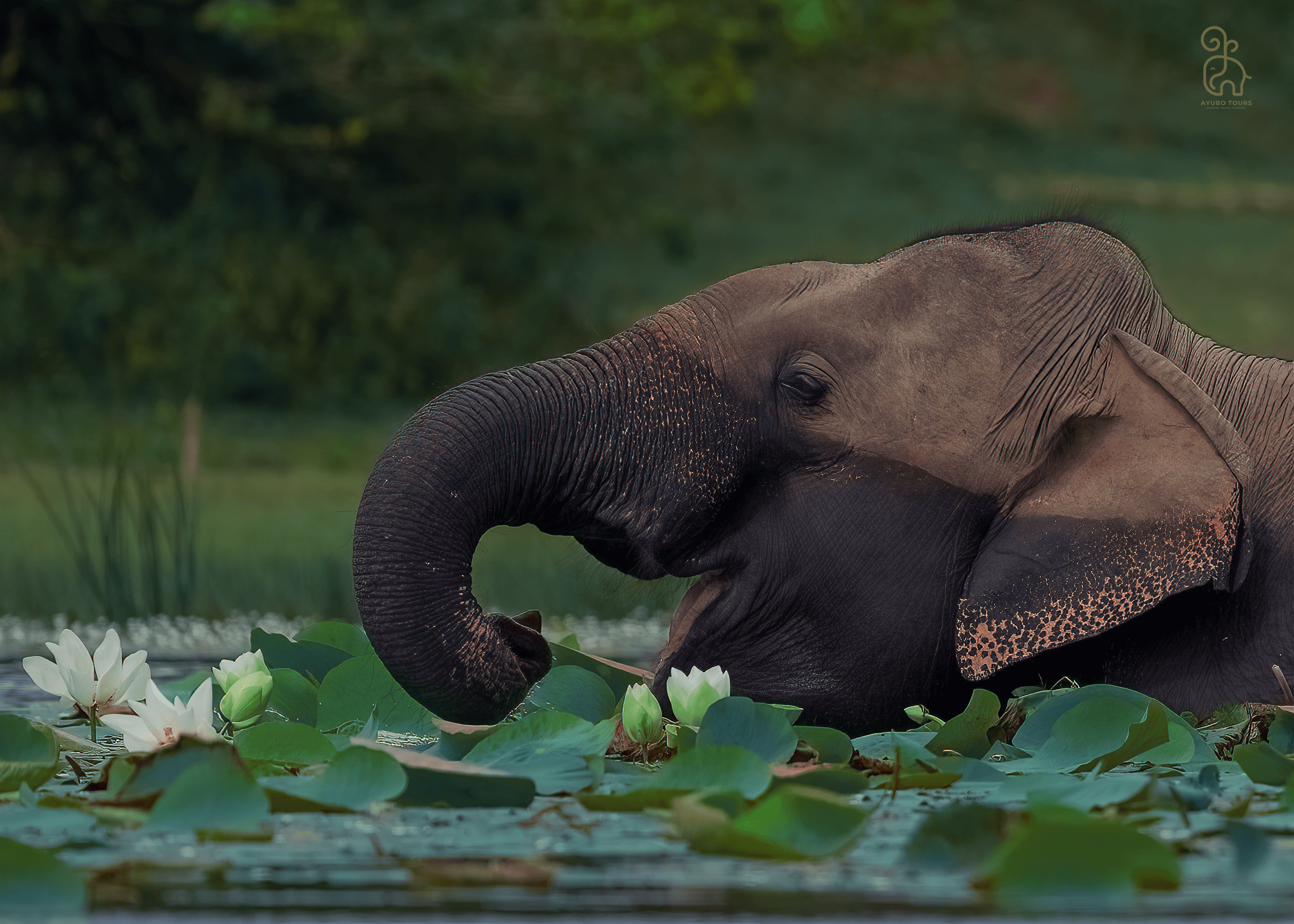 Udawalawe National Park