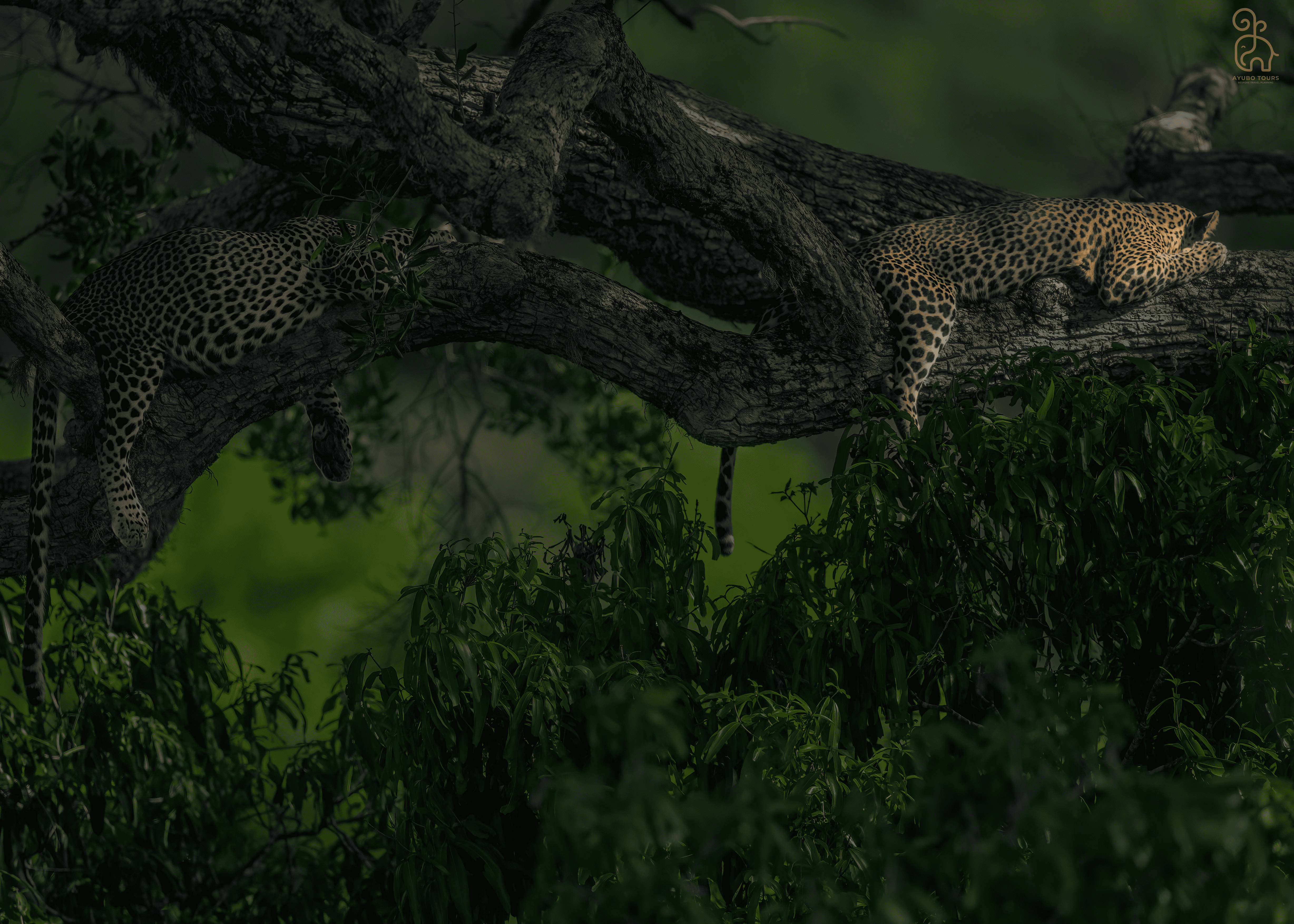 Wilpattu National Park