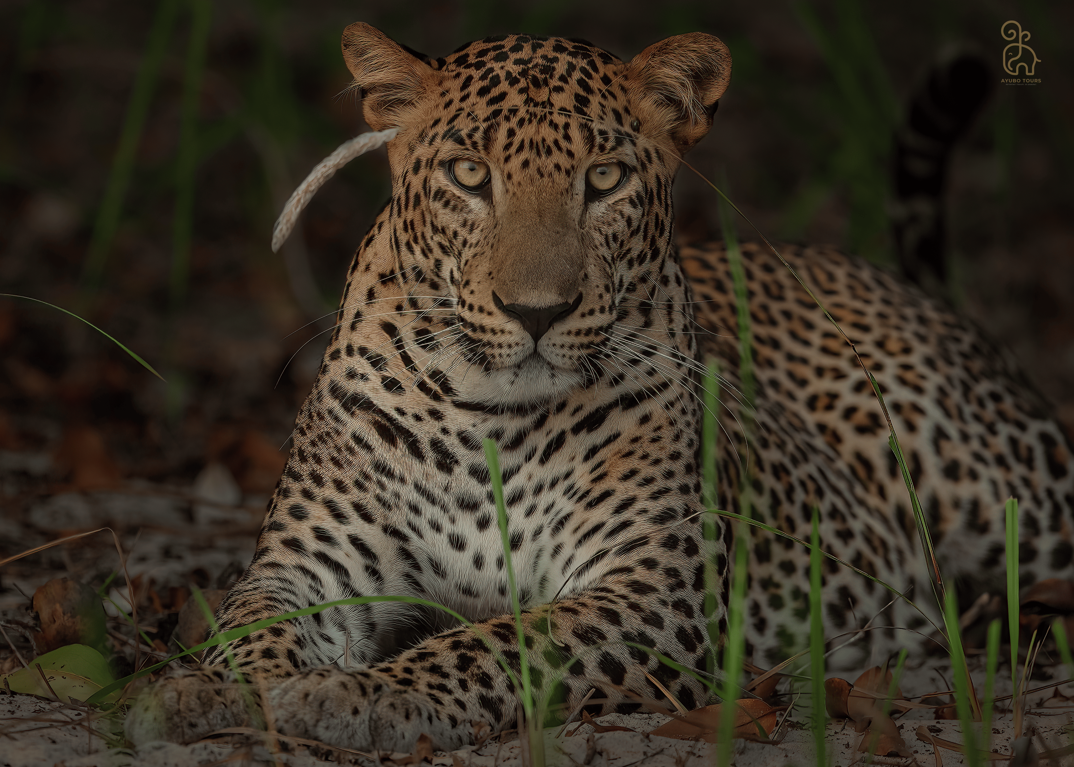Yala National Park